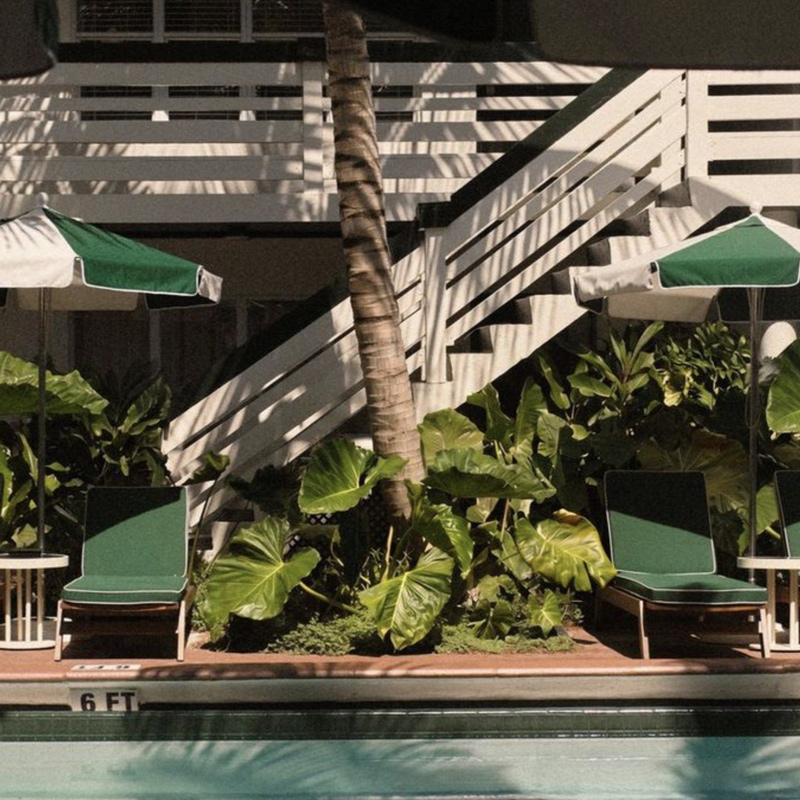 Perroquet Fort Lauderdale